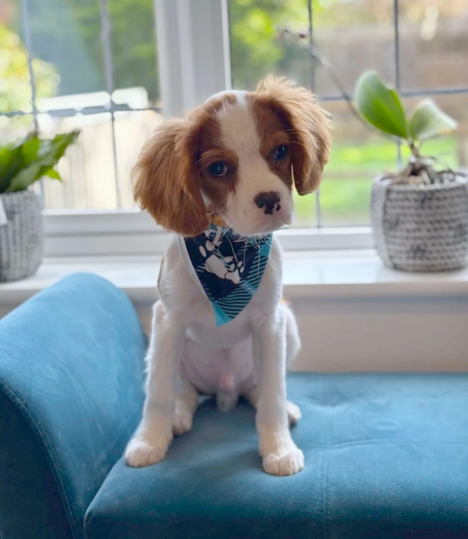 Happy customer with her dog